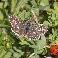 Grizzled Skipper 1 